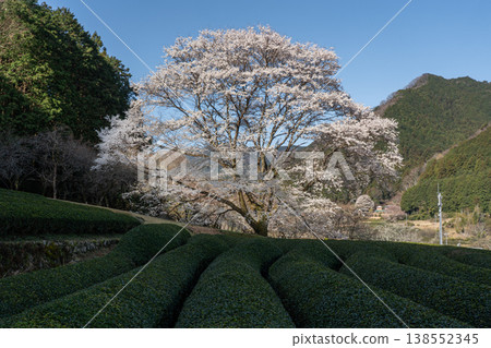 竹原臼澄櫻花樹,三重縣津市三杉町 竹原臼澄櫻花樹,三重縣津市三杉町 138552345