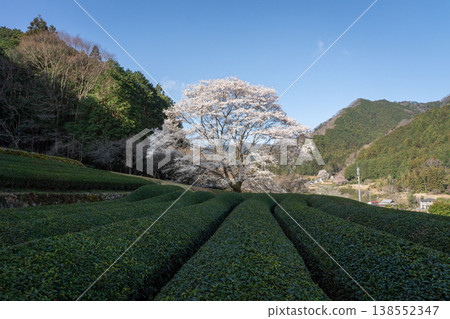 竹原臼澄櫻花樹,三重縣津市三杉町 竹原臼澄櫻花樹,三重縣津市三杉町 138552347