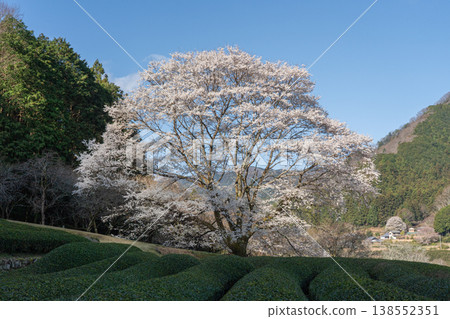 竹原臼澄櫻花樹，三重縣津市三杉町 138552351