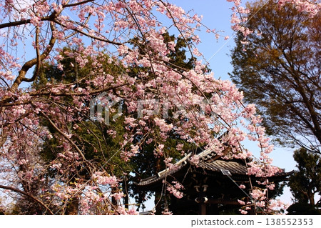 妙勝寺院內的垂枝櫻花樹，3月下旬正值盛花期（2） 138552353