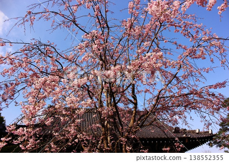 妙勝寺院內的垂枝櫻花樹,3月下旬正值盛花期(4) 妙勝寺院內的垂枝櫻花樹,3月下旬正值盛花期(4) 138552355