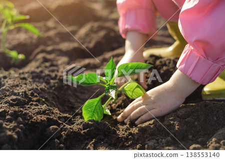 The child plants the plant in the soil. Close-up of a seedling sprouting at sunset. Environmental protection. World Earth Day The child plants the plant in the soil. Close-up of a seedling sprouting at sunset. Environmental protection. World Earth Day 138553140