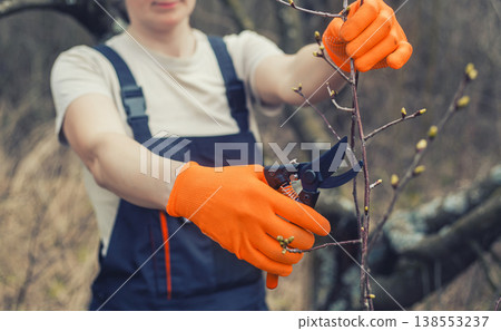 Worker holds pruning shears to cut branches on shrub in garden on clear day. 138553237