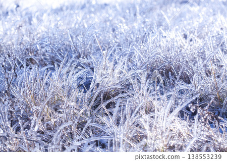 frozen dry grass covered with ice in the rays of the bright sun. macro 138553239