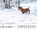 Portrait of a red dachshund dog running through snow to camera in park winter 138553241
