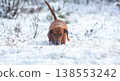 Portrait of a red dachshund dog running through snow to camera in park winter 138553242