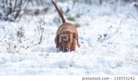 Portrait of a red dachshund dog running through snow to camera in park winter Portrait of a red dachshund dog running through snow to camera in park winter 138553242