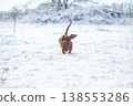 Portrait of a red dachshund dog running through snow to camera in park winter 138553286