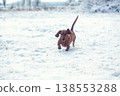 Portrait of a red dachshund dog running through snow to camera in park winter 138553288