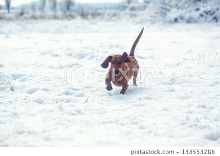 Portrait of a red dachshund dog running through snow to camera in park winter Portrait of a red dachshund dog running through snow to camera in park winter 138553288