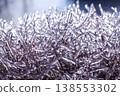 frozen bush covered with ice. macro 138553302