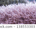 frozen bush covered with ice. macro 138553303