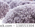 frozen bush covered with ice. macro 138553304