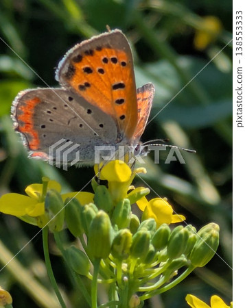 Lycaena phlaeas Lycaena phlaeas 138553333