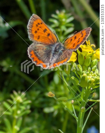 Lycaena phlaeas 138553335