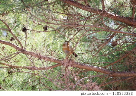 Caterpillar 138553388