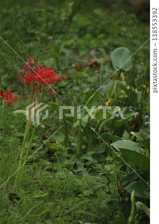 Autumn flower: Spider lily (209) 138553392