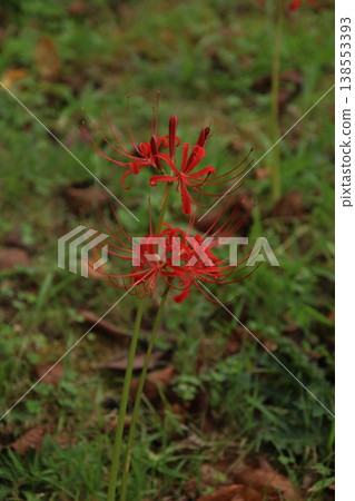 Autumn flower: Spider lily (210) 138553393