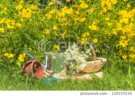 Summer gardening still life; watering can, wicker basket with wild flowers, flowerpot, gardening tools near yellow blooming daisy flowers 138553534