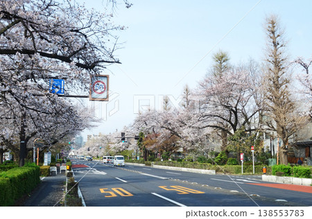 Cherry blossoms on Daigaku-dori in Kunitachi City, Tokyo 2026 Cherry blossoms on Daigaku-dori in Kunitachi City, Tokyo 2026 138553783