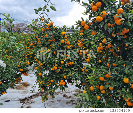 This is a tangerine farm in Jeju Island. This is a tangerine farm in Jeju Island. 138554169