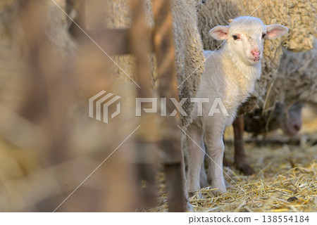Lambs and Sheeps in a stable 138554184