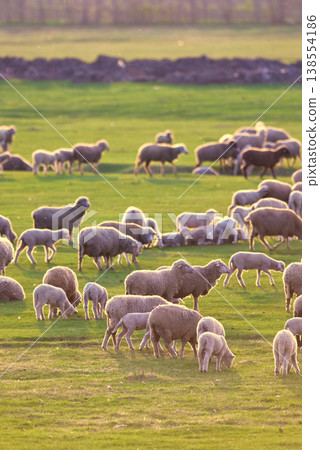 Flock of sheep and lambs on spring field 138554186