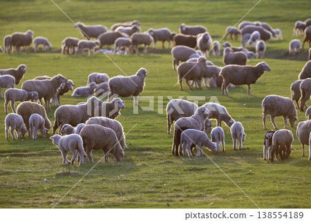 Flock of sheep and lambs on spring field 138554189