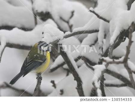 Blue Tit in the snow on a tree brunch 138554333