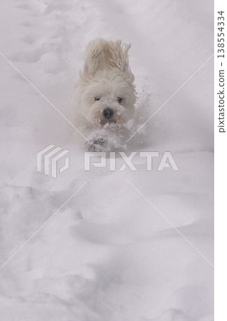 A White Bichon Maltese Running in snow 138554334