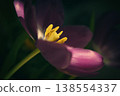 Close up of purple tulip with natural sunlight 138554337
