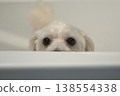 A white Bichon dog in a Bathtub 138554338