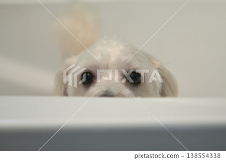 A white Bichon dog in a Bathtub 138554338