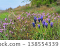 Muscari armeniacum flowers in Macin Mountains, Romania 138554339