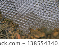 Bubble nests or foam nests closeup 138554340