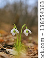 Snowdrops in sunny spring forest 138554363