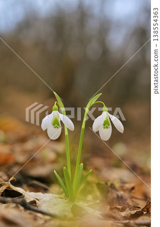 Snowdrops in sunny spring forest 138554363