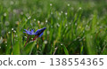 Closeup Common Violets Viola Odorata 138554365