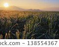 Dew drops close up on spring grass 138554367