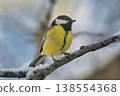 Blue Tit in the snow on a tree brunch 138554368