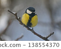 Blue Tit in the snow on a tree brunch 138554370