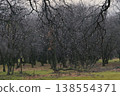 Raindrops on a branch, cold and damp. 138554371
