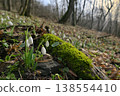Snowdrops in morning spring forest 138554410