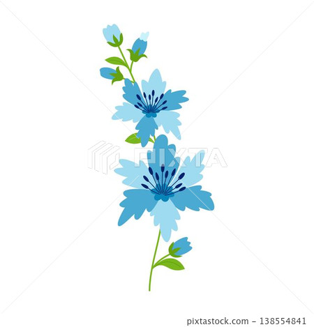 chicory blue flower branch isolated 138554841