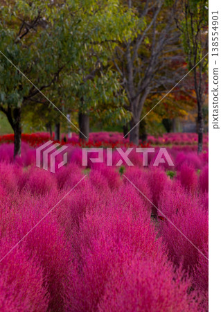 Autumn scenery of Hokkaido 2025 - Kochia plants turning red - Autumn scenery of Hokkaido 2025 - Kochia plants turning red - 138554901