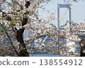A spring view of Tokyo's Odaiba Rainbow Bridge, seen through cherry blossoms in full bloom. 138554912