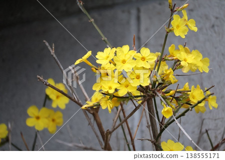 盛開的黃瓣冬茉莉花的景象。 盛開的黃瓣冬茉莉花的景象。 138555171