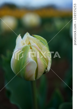 White tulip White tulip 138555253