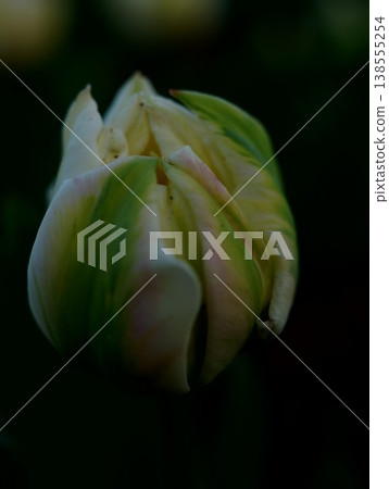 White tulip White tulip 138555254