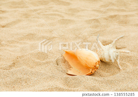 Shells are resting on the soft sand at a Bali beach Shells are resting on the soft sand at a Bali beach 138555285